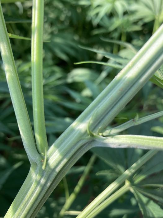 stem of fiber hemp plant