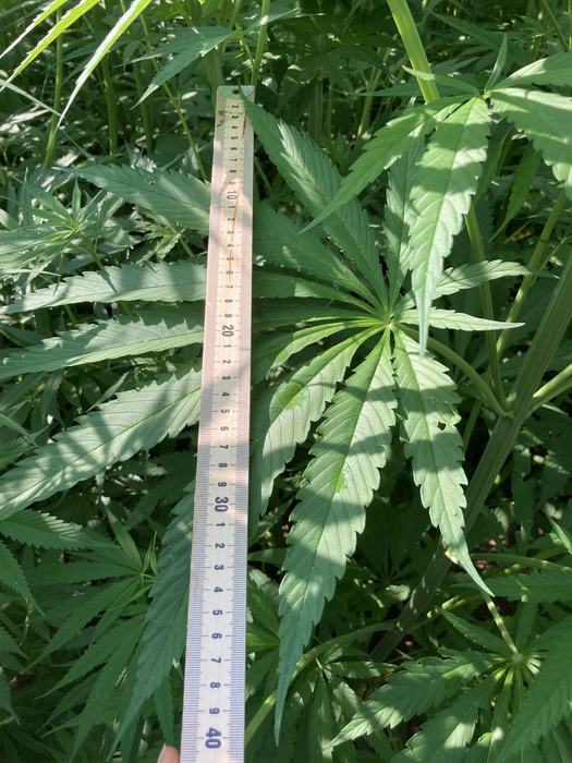 a huge fiber hemp plant leaf