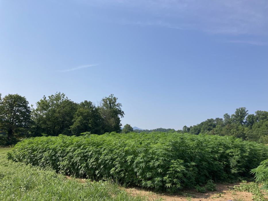 fiber hemp variety trial