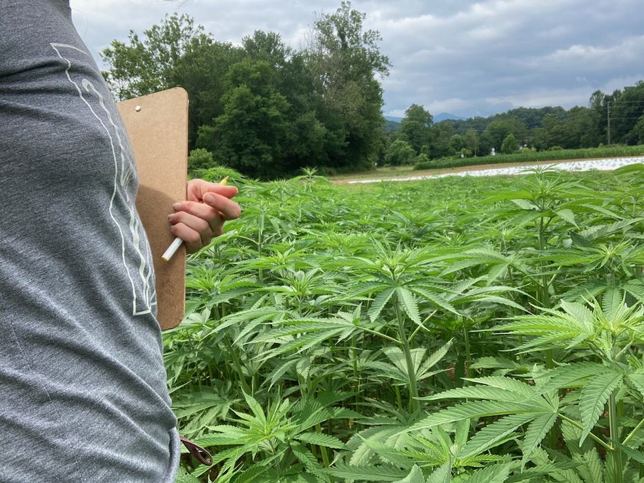 fiber hemp in the field