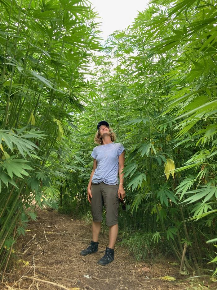 woman in fiber hemp field