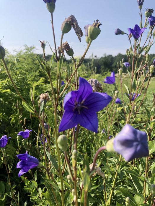 balloon flower blooms