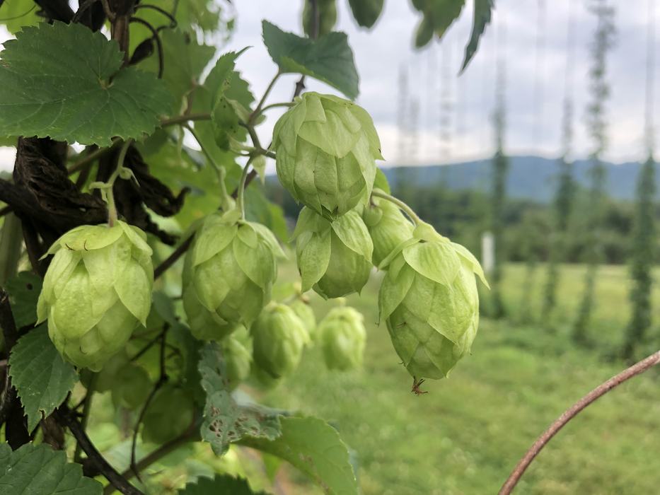 hop cones