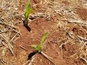 Young corn seedlings emerging in a row in a harvested field with dry soil