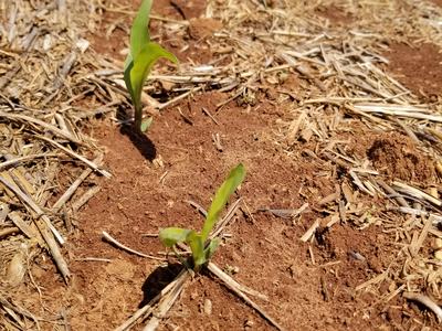 Young corn seedlings emerging in a row in a harvested field with dry soil