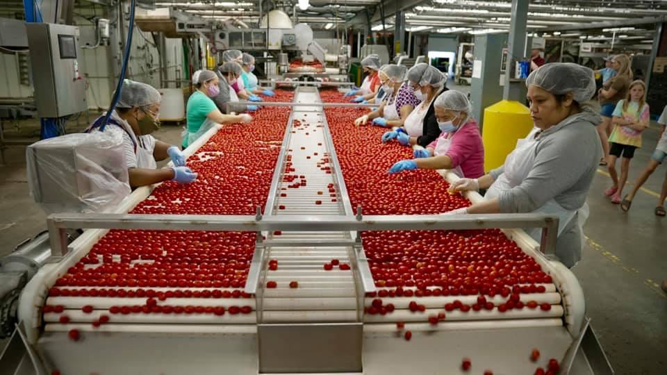 People sorting vegetables on a conveyor belt