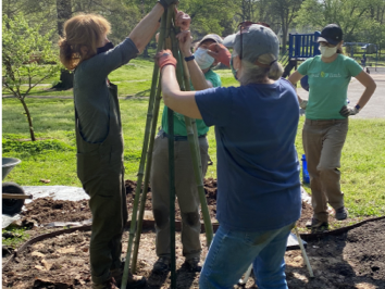 Four people setting and securing stakes around a young tree in a park