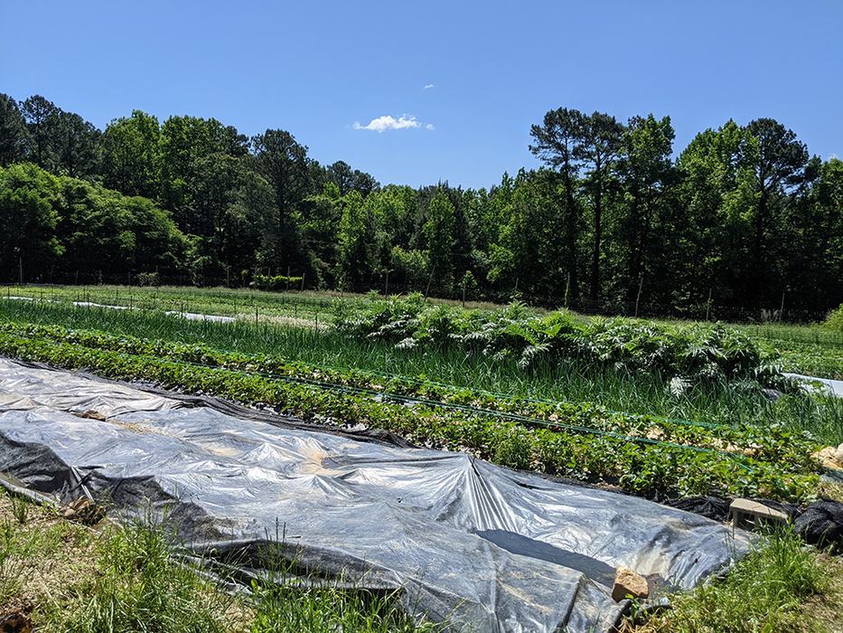 Field with plants