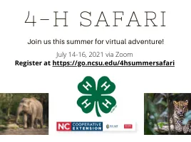 Safari