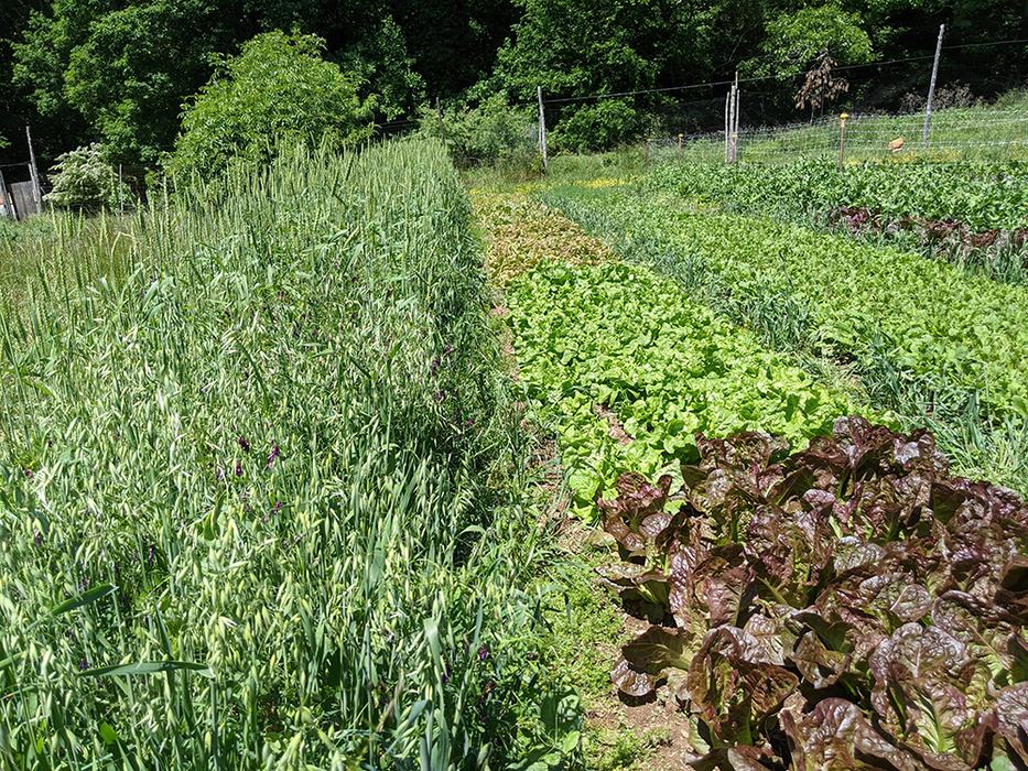 Plants in garden