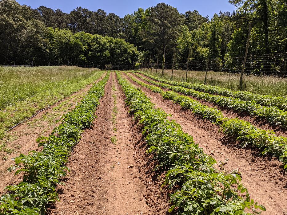 Potato crops in field