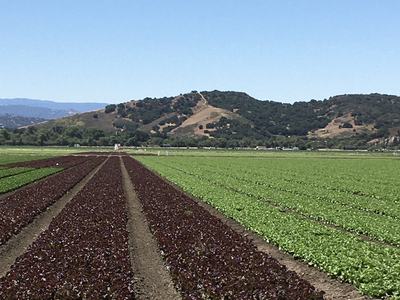 Field of lettuce