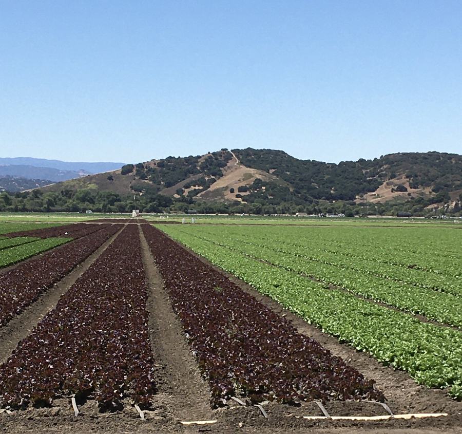 Field of lettuce
