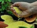 Hand pouring yellow rice grains onto a pile beside a halved papaya