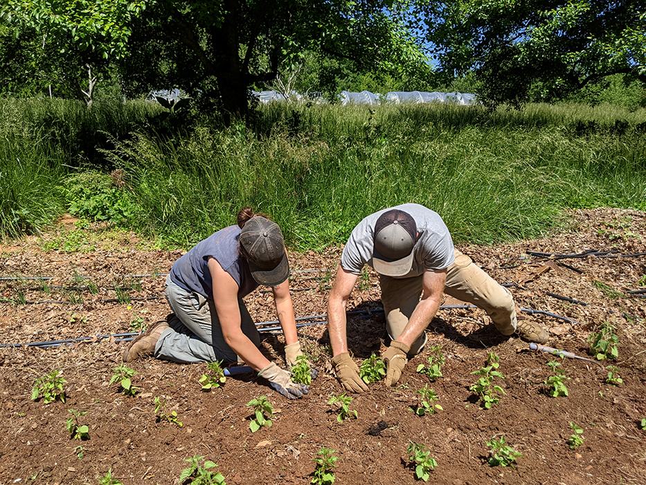 Man and woman planting herbs