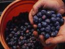 Blueberries (in a bucket) 