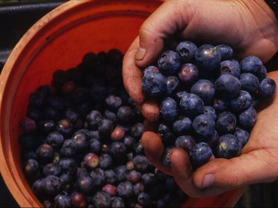 Blueberries (in a bucket) 
