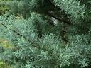 Close-up of bluish-green conifer branch with dense short needle-like foliage