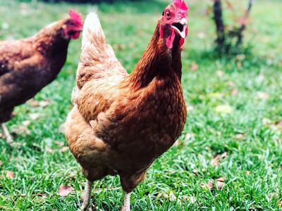 Brown hen standing on grass with open beak, another hen blurred in background