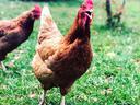 Brown hen standing on grass with open beak, another hen blurred in background