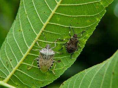 Newly-molted adult brown marmorated stink bug and nymph