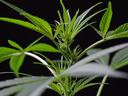 Young cannabis plant stem with serrated leaves against black background