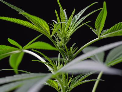 Young cannabis plant stem with serrated leaves against black background