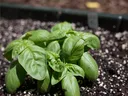 Basil