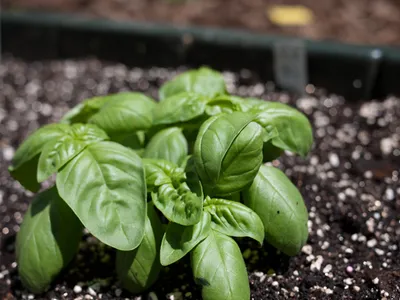 Basil