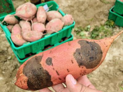 black rot symptoms on Sweetpotato