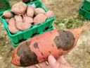 black rot symptoms on Sweetpotato