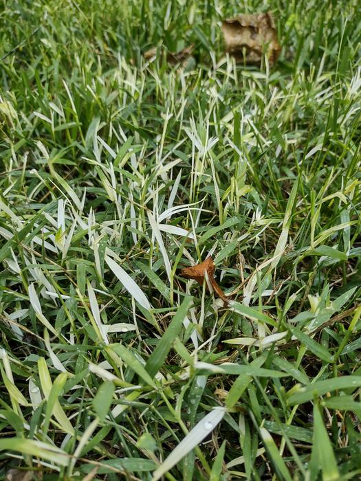 white leaf grass