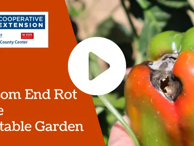 Blossom End Rot in the Vegetable Garden