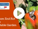 Blossom End Rot in the Vegetable Garden