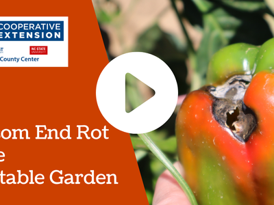 Blossom End Rot in the Vegetable Garden