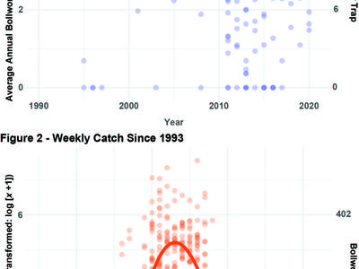 Bollworm population chart
