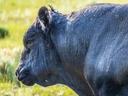 Black cow profile with wet fur and water droplets in a grassy field