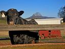 Black cow with ear tag standing behind a wooden fence on a farm with red barn