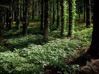 Timber standing in the forest