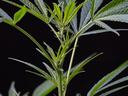 Cannabis plant stem with new serrated leaves against a black background