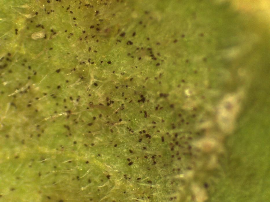 Pseudoperonospora cubensis clade 1 sporangia