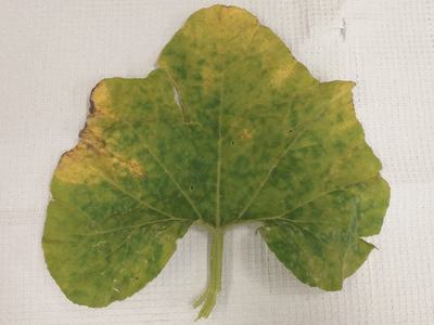 CDM symtoms on squash leaf