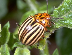 Striped Colorado potato beetle crawling on a green leaf