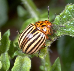 Beetle on leaf