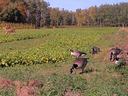 deer and turkey in food plot