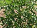 Tomato plant with green stems and leaves in a raised garden bed with straw mulch