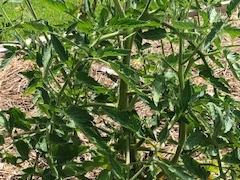 Tomato plant with green stems and leaves in a raised garden bed with straw mulch