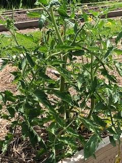 Tomato plant
