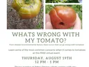 Damaged tomatoes