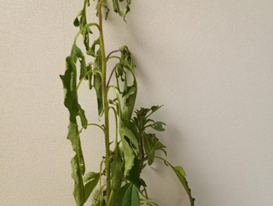 Potted tall green plant with drooping, wilted leaves against a blank wall